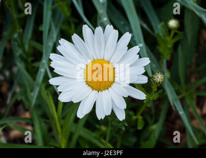 Daisy belle un jour de printemps. Banque D'Images