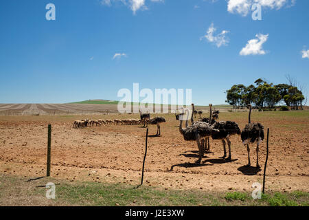 Ferme de moutons et d'autruches dans les zones arides d'Overberg paysage Western Cape Afrique du Sud Banque D'Images