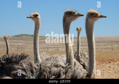 Autruches dans paysage aride de l'Afrique du Sud Western Cape Overberg Banque D'Images