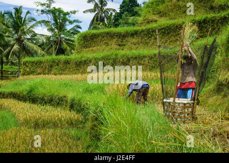 La récolte du riz aux agriculteurs la terrasse dans Teralalang, village au nord d'Ubud, à Bali (Indonésie) Banque D'Images