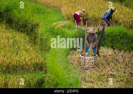 La récolte du riz aux agriculteurs la terrasse dans Teralalang, village au nord d'Ubud, à Bali (Indonésie) Banque D'Images