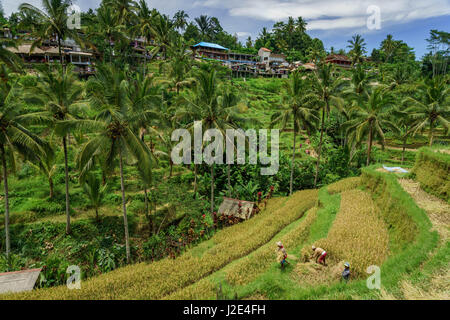 La récolte du riz aux agriculteurs la terrasse dans Teralalang, village au nord d'Ubud, à Bali (Indonésie) Banque D'Images