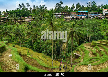 La récolte du riz aux agriculteurs la terrasse dans Teralalang, village au nord d'Ubud, à Bali (Indonésie) Banque D'Images