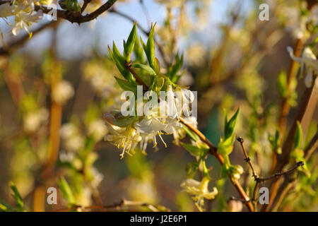 Lonicera fragrantissima chèvrefeuille d'hiver fleurit en hiver Banque D'Images