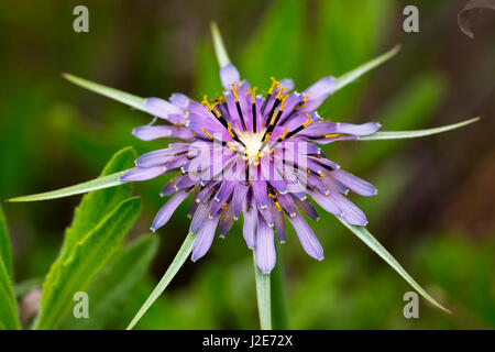 Fleur, salsifis (Tragopogon porrifolius), Paphos, Chypre. Banque D'Images