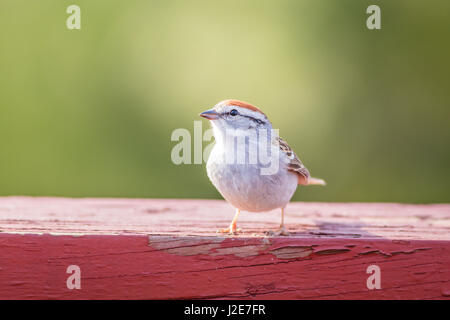 Bruant familier (Spizella passerina) sur bois rouge altérée en fin d'après-midi Banque D'Images