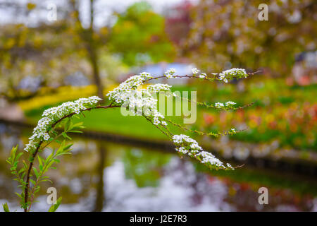 Branche de fleurs blanches avec un arrière-plan flou dans le parc de Keukenhof, lisse, en Hollande, aux Pays-Bas. Banque D'Images