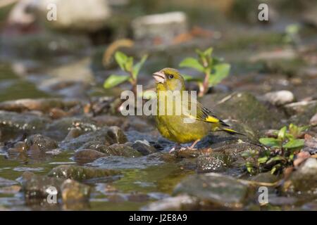 Verdier (Carduelis chloris) boire au ruisseau, Hesse, Allemagne Banque D'Images