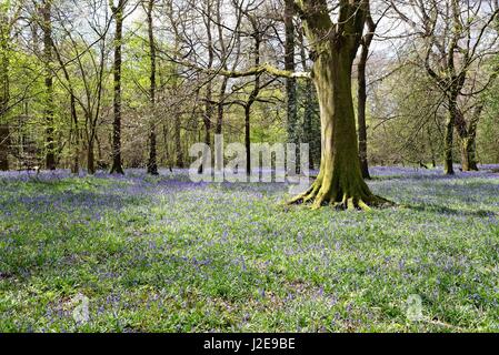 Bluebell Woods dans les North Downs près de Dorking Surrey UK Banque D'Images