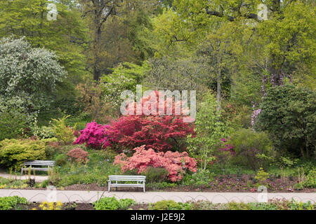 La frontière entre la floraison des rhododendrons en avril à RHS Wisley Gardens. Surrey, Angleterre Banque D'Images