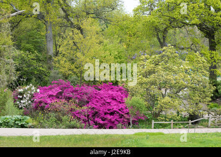 La frontière entre la floraison des rhododendrons en avril à RHS Wisley Gardens. Surrey, Angleterre Banque D'Images