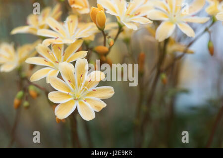 Lewisia columbiana 'Starburst'. Columbian lewisia fleurs Banque D'Images