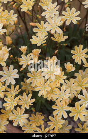 Lewisia columbiana 'Starburst'. Columbian lewisia fleurs Banque D'Images