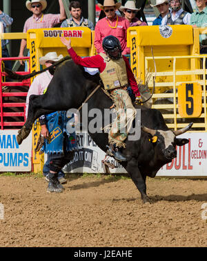 2017 Roundup rodeo Red Bluff Banque D'Images