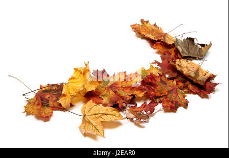 Multicolore d'automne feuilles d'érable. Isolé sur fond blanc avec l'exemplaire de l'espace. Banque D'Images