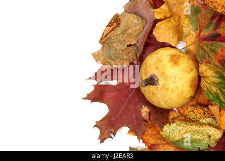 Petite citrouille décorative sur l'automne feuilles multicolores. Isolé sur fond blanc avec l'exemplaire de l'espace. Vue de dessus. Banque D'Images