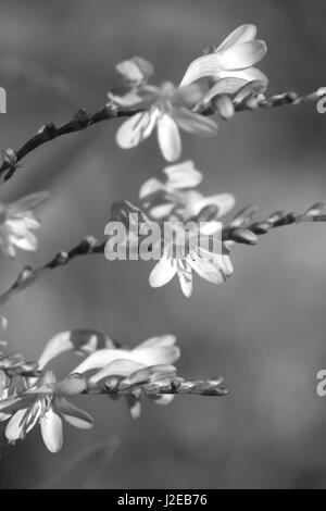 Crocosmia lucifer plante vivace rouge. (Montbretia) Banque D'Images