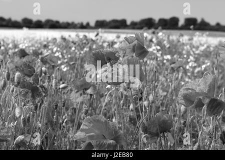 Coquelicot Papaver rhoeas coquelicot commun domaine contre un champ de colza jaune Banque D'Images