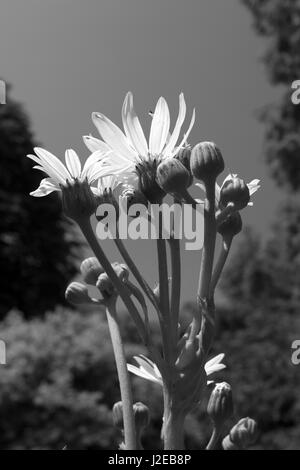 Rudbeckia herbstone Marwood Hill Gardens Marwood Devon Banque D'Images