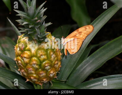 Orange néotropicale Julia Longwing ou Julia Butterfly (Dryas iulia) posant sur un ananas. Depuis le Sud du Canada à la Bolivie, y compris les Caraïbes Banque D'Images