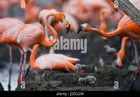 Flamant des Caraïbes sur un nid avec des poussins. Cuba. Banque D'Images