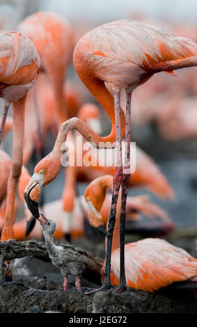 Flamant des Caraïbes sur un nid avec des poussins. Cuba. Banque D'Images