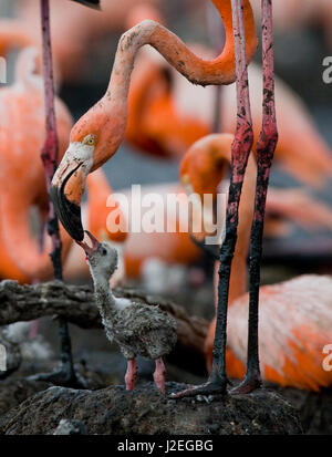 Flamant des Caraïbes sur un nid avec des poussins. Cuba. Banque D'Images