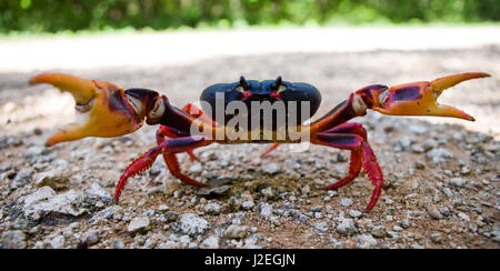 Le crabe de terre étendait ses griffes. Cuba. Angle inhabituel. Banque D'Images