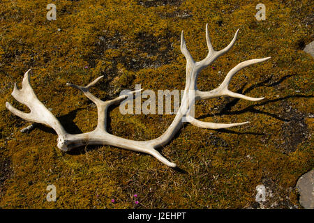 La Norvège. Svalbard. Edgeoya. Doleritnesset. Bois de rennes en appui sur la flore arctique délicate. Banque D'Images