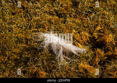 La Norvège. Svalbard. Edgeoya. Doleritnesset. Fourrure de renne en appui sur la flore arctique délicate. Banque D'Images