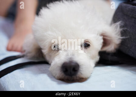 Close-up of lazy dog caniche blanc jeter sur bleu lit avec femme Banque D'Images