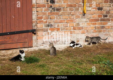 Ferme quatre chats chaton accrocher dans le soleil Banque D'Images