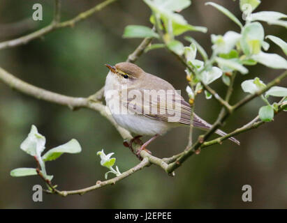 Willow Warbler Phylloscopus trochilus () Banque D'Images