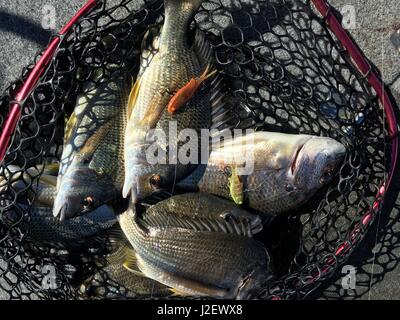 Poisson tilapia frais dans net après la pêche Banque D'Images