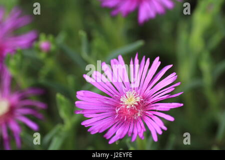 Delosperma cooperi Hardy Ice Plant plant Banque D'Images