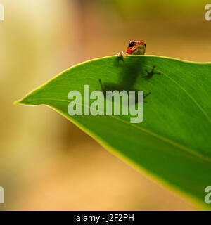 Un poison dart frog fraise (oophaga pumilio) en se cachant derrière une feuille sur l'île de Bastimentos au Panama. Banque D'Images