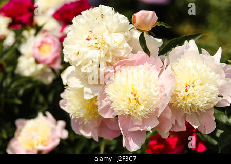 Eony en fleur. Grand avec des pivoines rose pâle, jaune pâle anemone centres sont beaux dans un jardin parmi les fleurs rose plus foncé. Banque D'Images