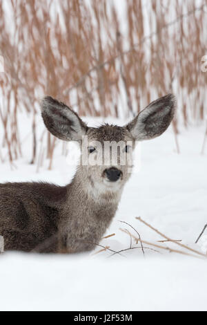 Le cerf mulet / Maultierhirsch ( Odocoileus hemionus ) en hiver, le mensonge, le repos dans la neige, à ruminer, à regarder, Wyoming, USA. Banque D'Images