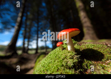 Vomissements russula dans une petite forêt de sapins au pied de la montagnes Cuillin noires Banque D'Images