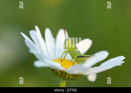 Deux lignes (sauterelle Melanoplus bivittatus) assis sur un Ox-eyed Daisy (Leucanthemum vulgare) Banque D'Images