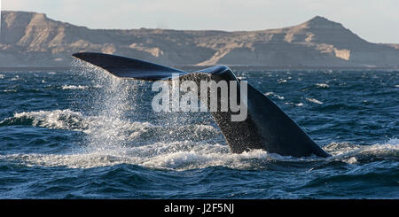 Baleine franche australe (Eubalaena australis) plongée sous-marine près de la côte à Peninsula Valdes Argentine Banque D'Images