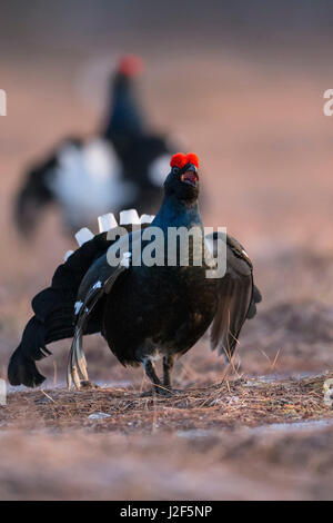 Tétras (Lyrurus tetrix) affichage Banque D'Images