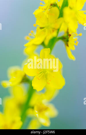 Aigremoine (Agrimonia eupatoria) Banque D'Images