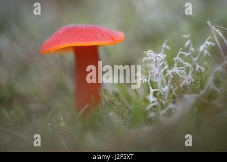 La couleur rouge vif d'un Vermillon Waxcap entre grass et moss Banque D'Images