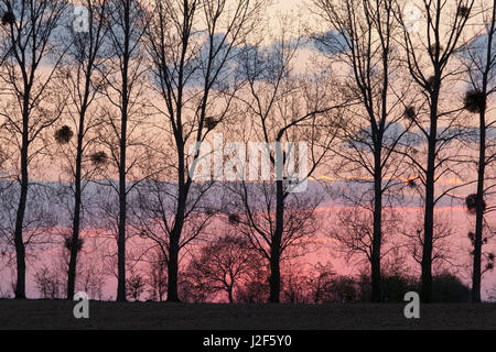 Gui vu au coucher du soleil en Normandie, France Banque D'Images