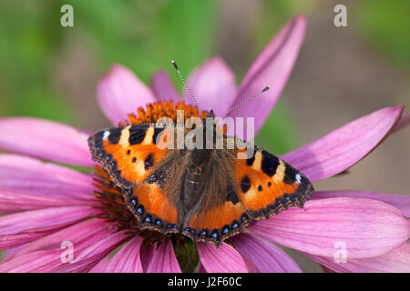 Petite écaille sur fleur pourpre Banque D'Images