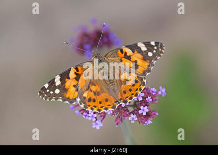 Belle Dame sur fleur pourpre Banque D'Images