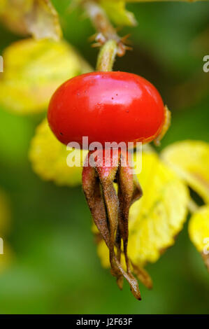 De Rose hip Rose (Rosa rugosa japonais) Banque D'Images