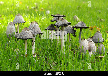 Groupe de Coprinus comatus (crinière hirsute) dans un champ Banque D'Images