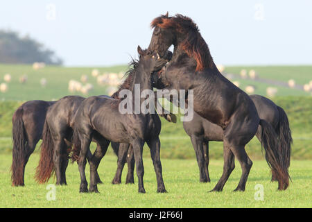 Les chevaux frisons (Equus ferus caballus) Banque D'Images